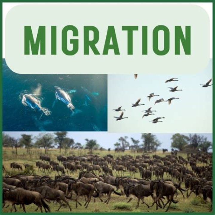 What is migration and why do animals migrate