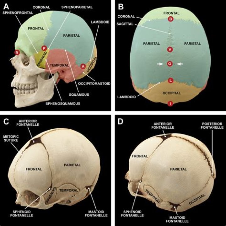 What is parietal Calvarium