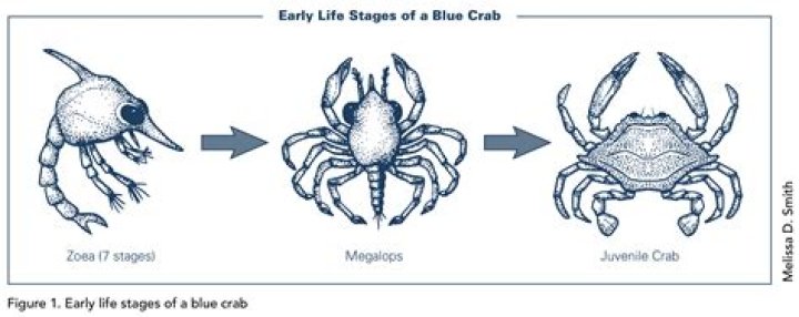 What is setae in zoology