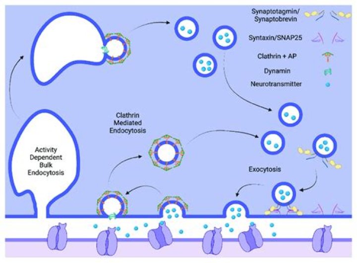 What is synaptic vesicle recycling