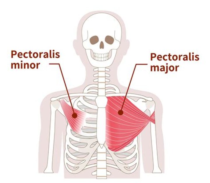 What is the action of pectoralis minor