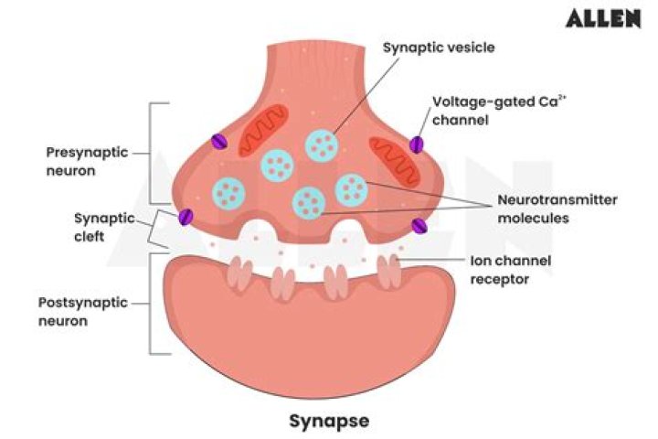What is the anatomy of a synapse