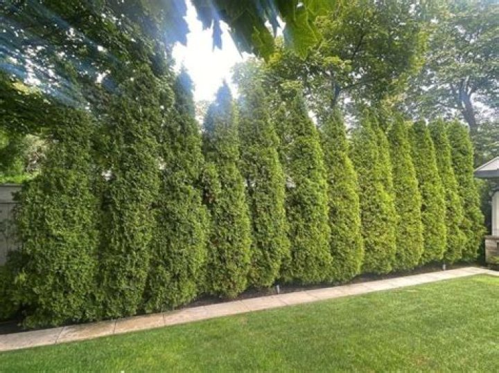What is the best time of year to trim cedar hedges