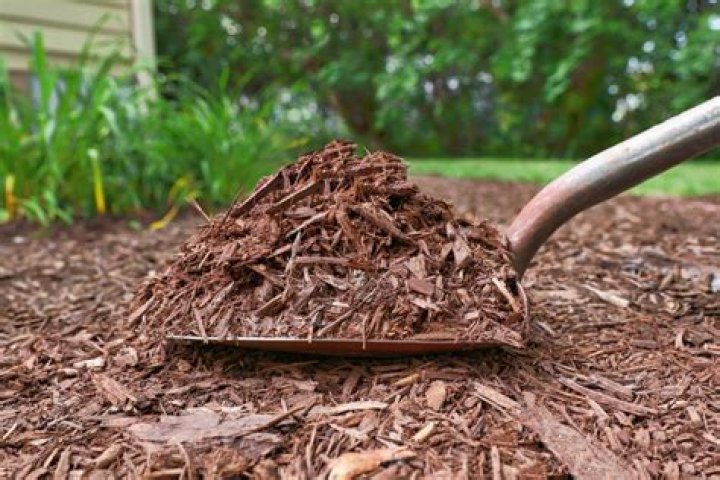 What is the best type of mulch to use in Florida
