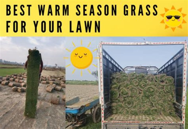 What is the best warm season grass