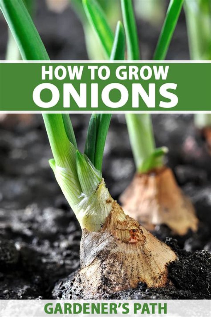 What is the best way to plant onions