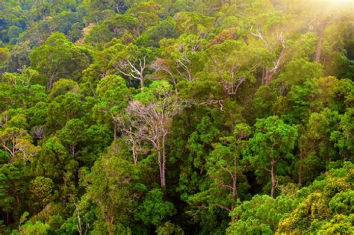 What is the climate of the Atlantic Forest