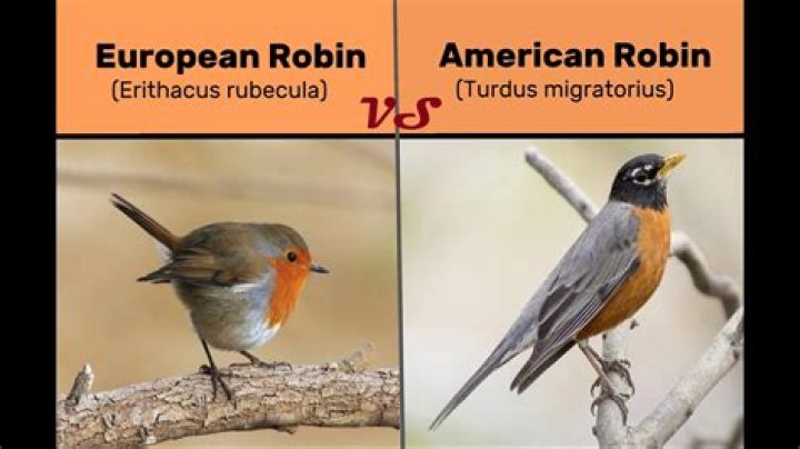 What is the difference between a robin and an Oriole