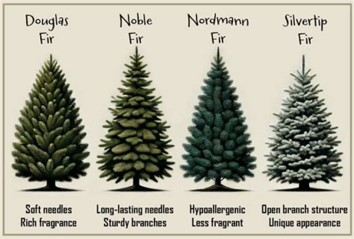 What is the difference between evergreen and pine trees