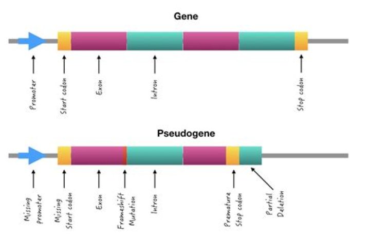 What is the function of a pseudogene