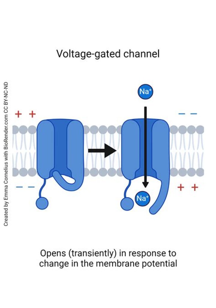 What is the function of voltage gated channels
