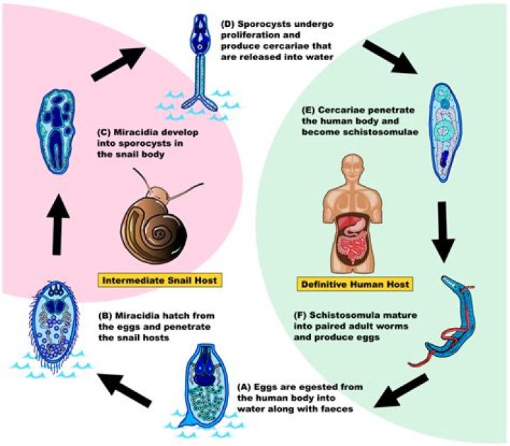 What is the infective stage of Schistosoma Haematobium