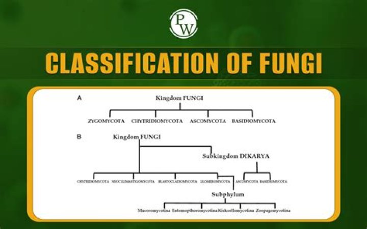 What is the largest division of fungi