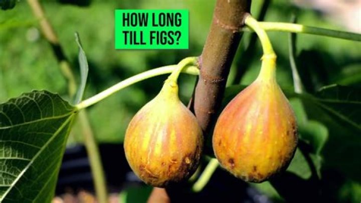 What is the largest fig fruit