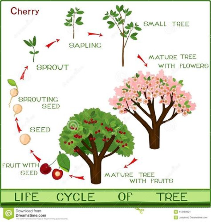 What is the life cycle of a cherry tree