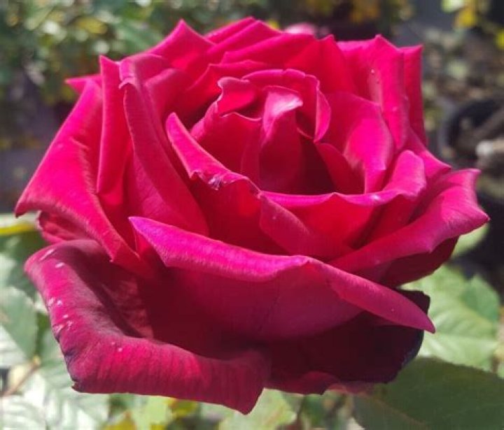 What is the most fragrant hybrid tea rose