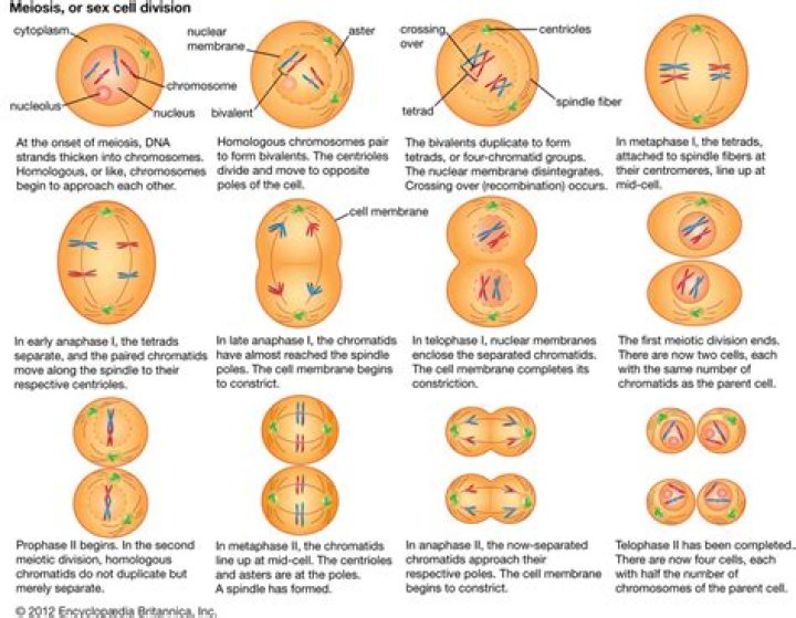What is the product of meiosis one
