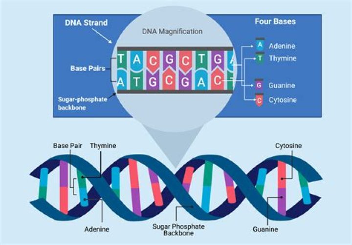 What is the small section of DNA that contains the code for a trait