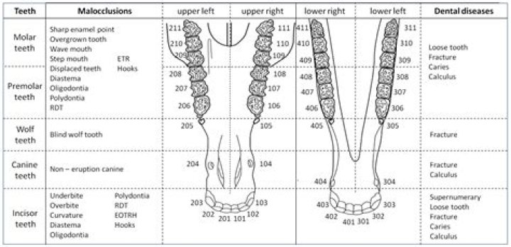 What is the typical dental formula of Platyrrhines