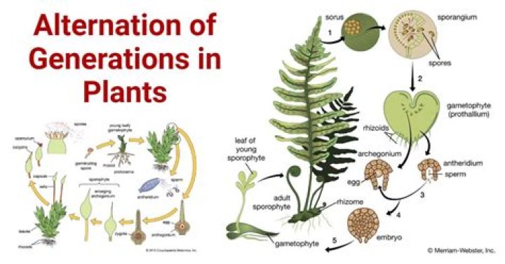 What is triphasic alternation of generation