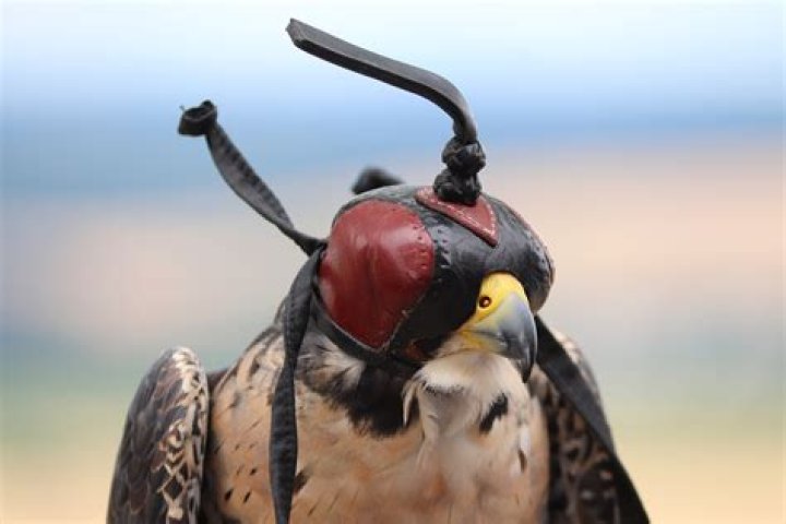 What is used to cover the eyes of a falconers bird