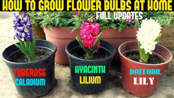 What kind of flowers grow from bulbs