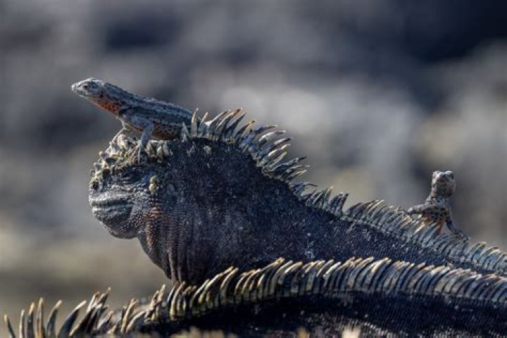 What kind of organism is a marine iguana