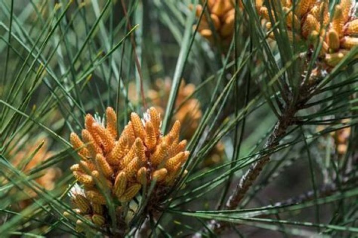 What kind of pine trees grow in California