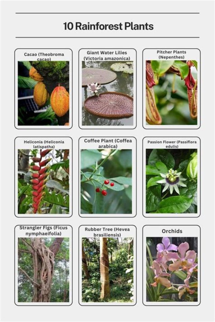 What kind of plants are in the Catskill Mountains