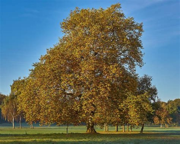 What kind of tree is a sycamore tree