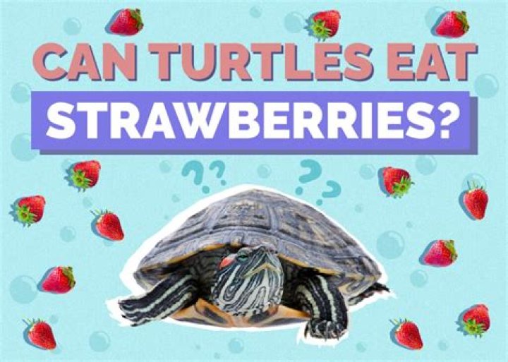 What kind of turtles eat strawberries