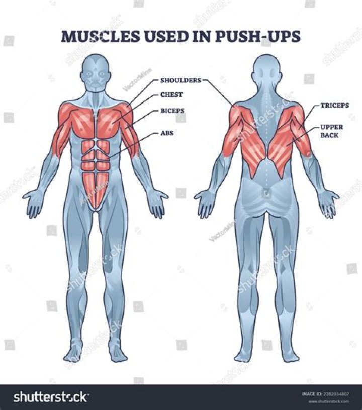 What muscles would be used to do a sit up quizlet