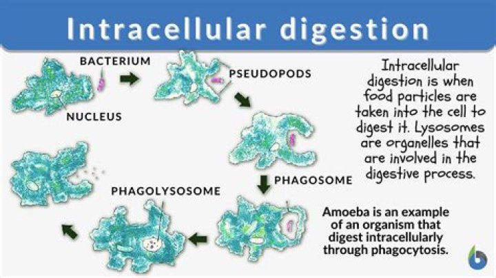 What organelle plays a role in intracellular digestion