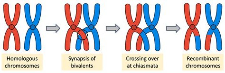 What phase do homologous chromosomes separate