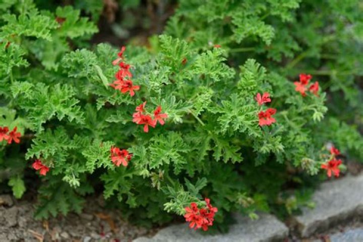 What plant looks like a geranium