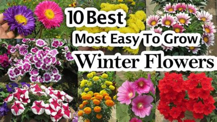 What plants grow in fall and winter