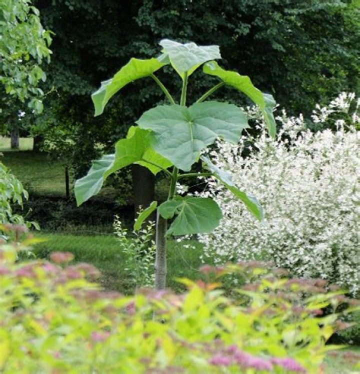 What plants grow tall fast