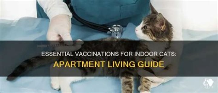 What Shots Do Cats Need For Apartments