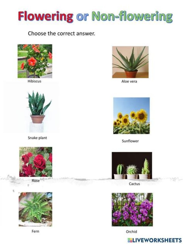 What size are flowering plants