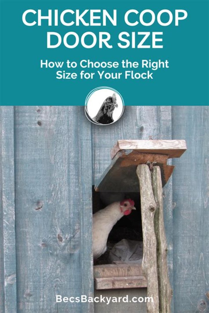 What size should chicken door be