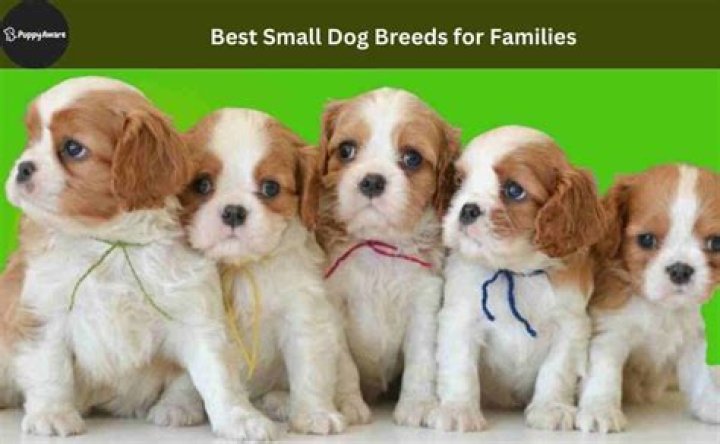 What small dogs are good for running