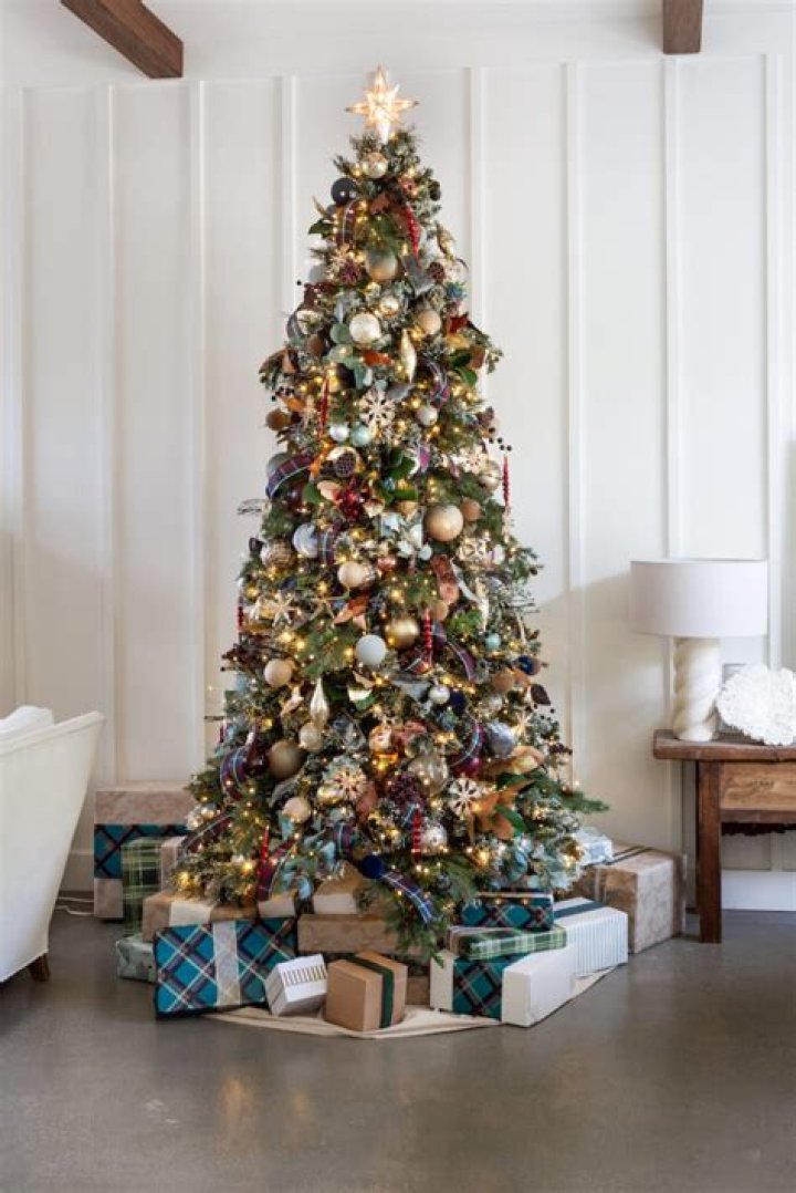 What species is a traditional Christmas tree