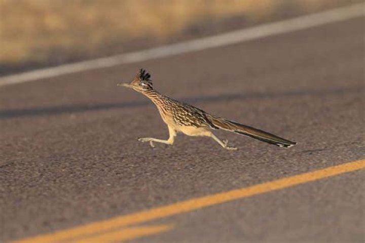 What states are Roadrunners in