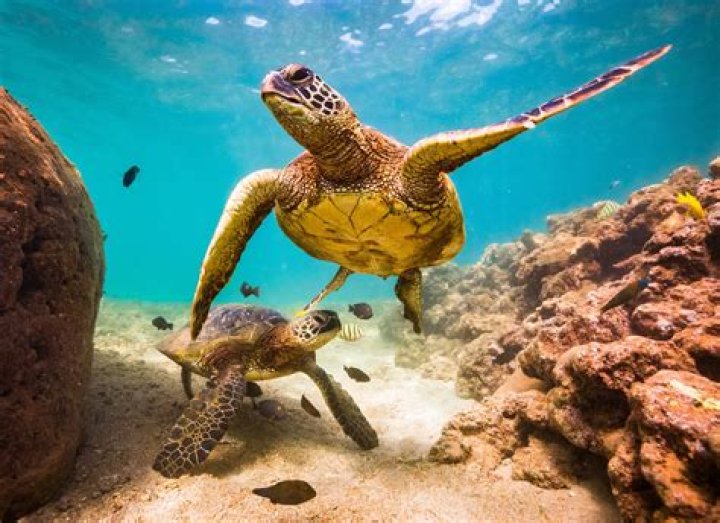 What temperature do sea turtles live in