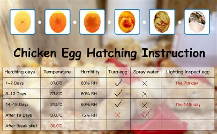 What temperature do you hatch turkey eggs
