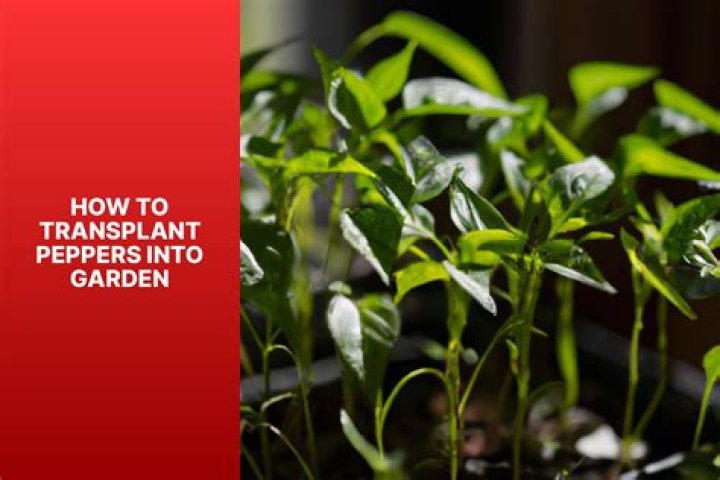 What temperature should I transplant peppers