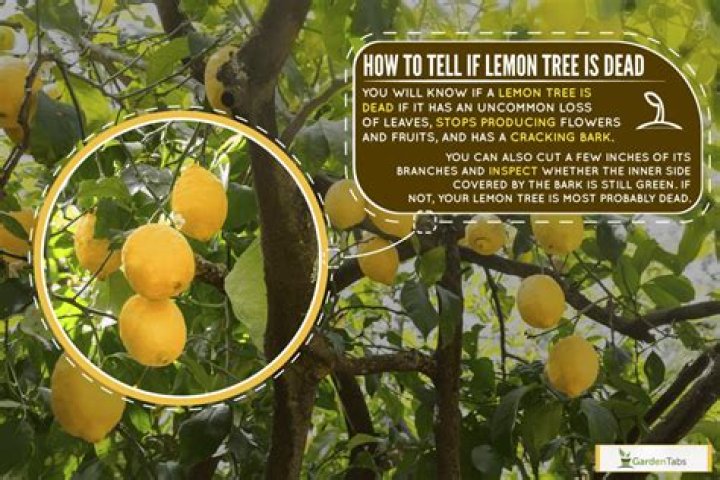 What to do if lemon tree is dying