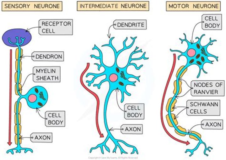 What type of neurons form the cerebral cortex