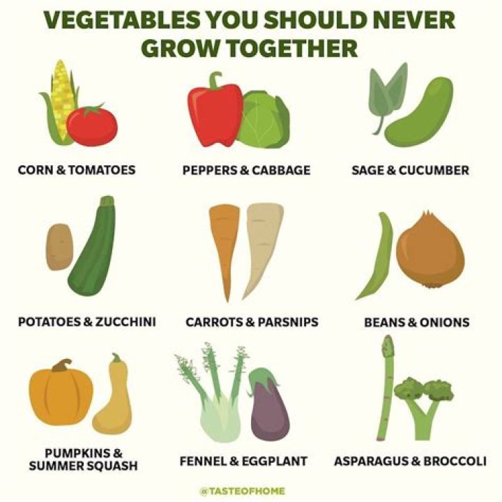 What veggies should not be planted together