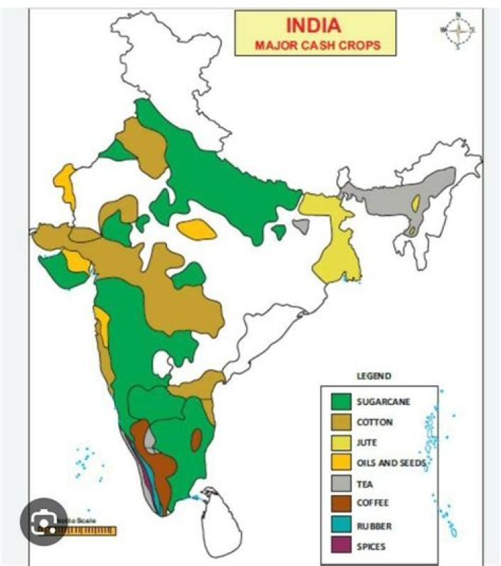 What Was Not A Major Cash Crop In The South